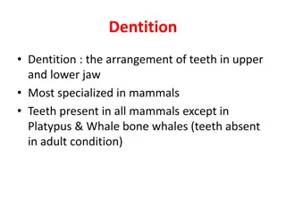 Mammalian Dentition and Tooth Structure