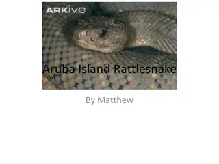 Aruba Island Rattlesnake Conservation Efforts and Challenges