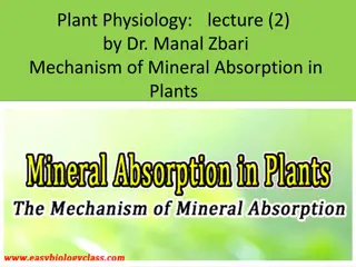 Mechanism of Mineral Absorption in Plants: Active vs Passive Methods