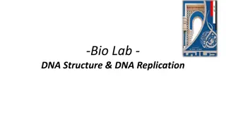 DNA Structure and Replication