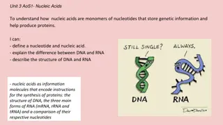 Nucleic Acids: DNA, RNA, and Nucleotides