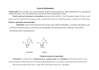 Understanding Nucleic Acids: DNA, RNA, and Nucleotides