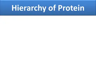 The Hierarchy of Protein Structure