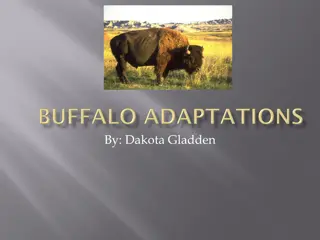 Fascinating World of Buffalo in the Wild