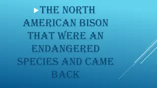 The Tragic History of the North American Bison