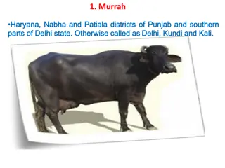 Diverse Breeds of Dairy Cattle in India