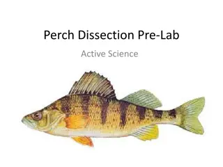 Understanding Perch Anatomy and Classification