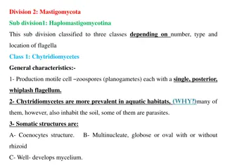 Diversity and Life Cycles of Mastigomycota Subdivision Haplomastigomycotina