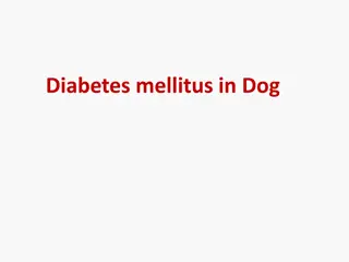 Canine Diabetes Mellitus: Causes, Symptoms, and Treatment