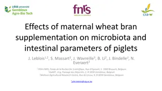 Effects of Maternal Wheat Bran Supplementation on Piglet Microbiota