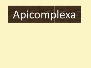 Apicomplexa: The Intriguing World of Parasitic Protozoa