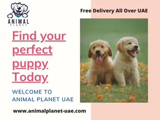 Animal Planet UAE - Pet Shop In Ajman UAE