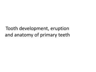 Primary Tooth Development and Eruption