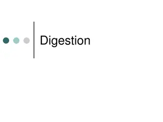 Digestion Process in the Gut