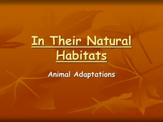 Animal Adaptations in Different Habitats