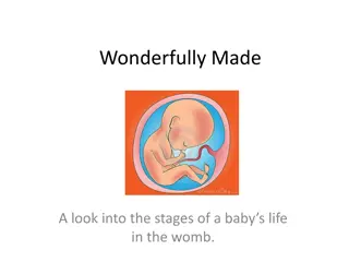 Journey of Life: A Look into the Stages of Baby's Development in the Womb