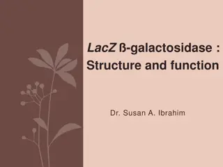 LacZ - Galactosidase Enzyme: Structure, Function, and Applications