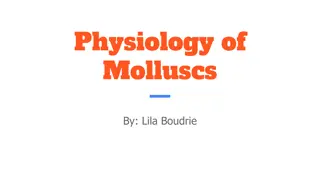 Overview of Molluscs Physiology and Characteristics