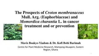 Prospects of Croton Membranaceus and Momordica Charantia in Cancer Treatment and Prevention