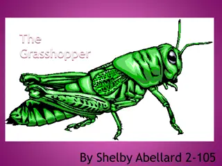 All About Grasshoppers: Facts, Eating Habits, and Protection