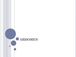 Understanding the Abdomen in Insects