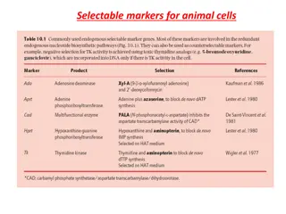 Stem Cells and Cell Potency in Animal Cells