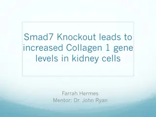 Role of Smad7 Protein in Regulation of Collagen 1 Gene in Kidney Cells