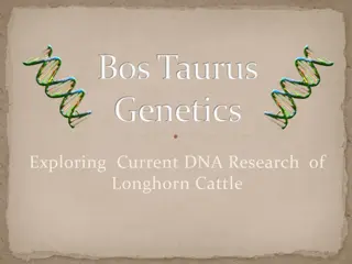 Exploring Longhorn Cattle Genetics Through DNA Research