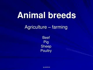 Explore Animal Breeds in Agriculture and Farming