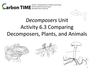 Understanding the Role of Decomposers in Ecosystems