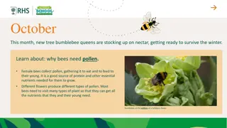 Understanding the Importance of Pollen for Bees in October