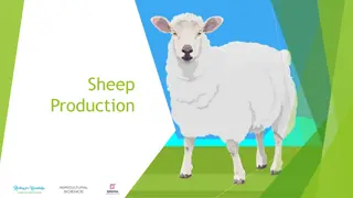 Sheep Production: Breeds, Management, Nutrition, and Farming Practices