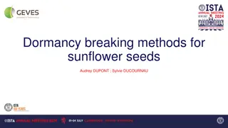 Efficient Methods for Breaking Dormancy in Sunflower Seeds: A Study Update