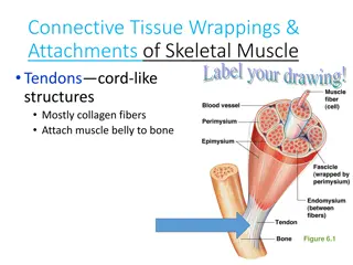 Connective Tissue Wrappings and Skeletal Muscle Structure