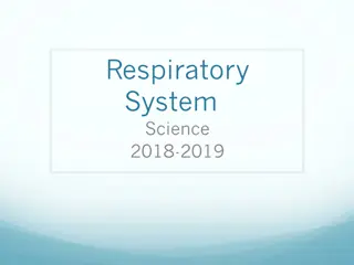 The Respiratory System and the Process of Respiration