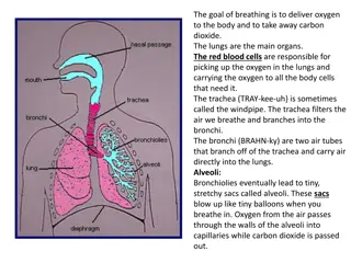 The Importance of Breathing and Respiratory System