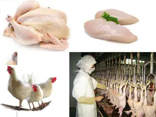 Overview of Poultry Meat and Slaughterhouse Practices