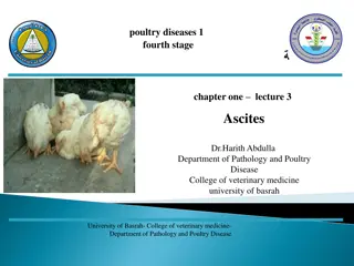 Ascites in Broiler Chickens: Causes, Symptoms, and Management