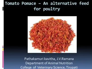 Tomato Pomace as an Alternative Feed for Poultry in India