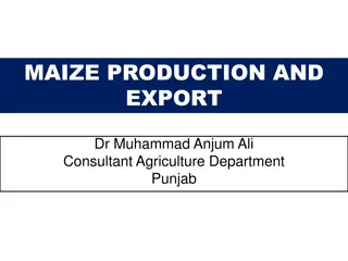 Maize Production and Export Insights by Dr. Muhammad Anjum Ali