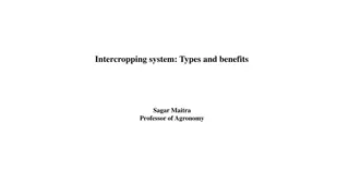 Understanding Intercropping Systems and Their Benefits