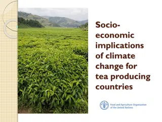 Socio-Economic Implications of Climate Change for Tea-Producing Countries