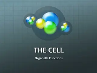 The Functions of Cell Organelles