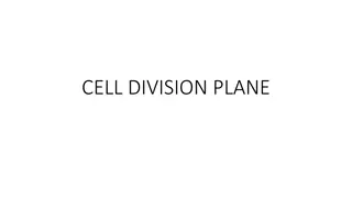 Establishing Plant Cell Division Plane: Key Mechanisms Unveiled