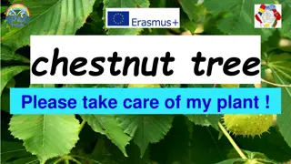 Protecting the Chestnut Tree: A Story of Resilience and Conservation