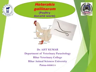 Heterakis Gallinarum: Poultry Ascarid Worm