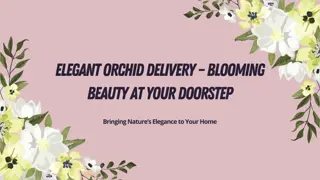 Elegant Orchid Delivery – Blooming Beauty at Your Doorstep