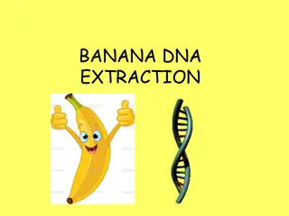 Banana DNA Extraction Process