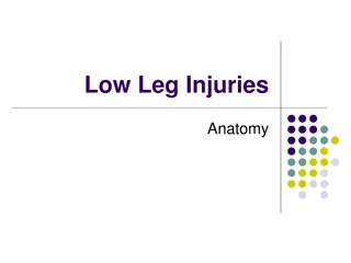 Understanding Low Leg Injuries and Anatomy