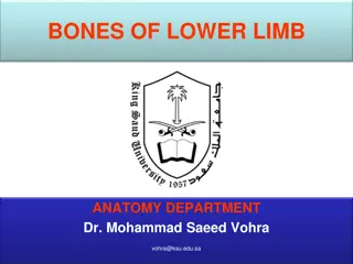 Anatomy of Lower Limb Bones: Thigh (Femur and Patella) Overview